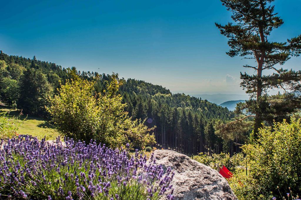 Les Gites D'Adelspach Gites & Spa En Alsace Aubure Eksteriør billede
